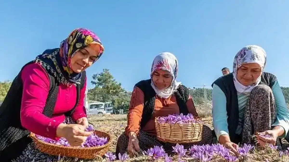 Başkan Özyiğit, "Türkiye'nin en çok safran üreten ilçelerinden biri olabiliriz