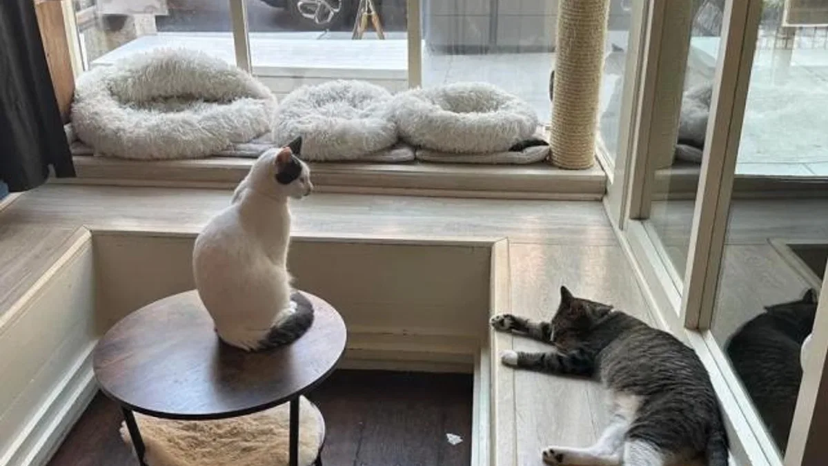 ABD'de kedi sevmeyi özleyenlerin adresi