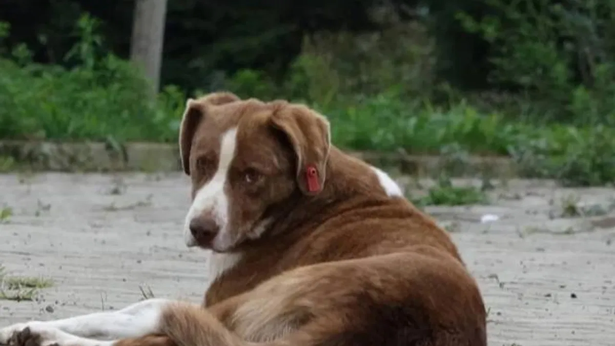 İstanbul Valiliği'nden belediyelere 'sokak köpeği' talimatı