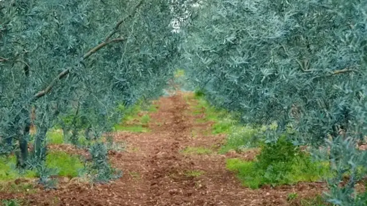 Eskişehir’de 'Dorlion Zeytinyağı' kalitesini ödüllerle tescilledi