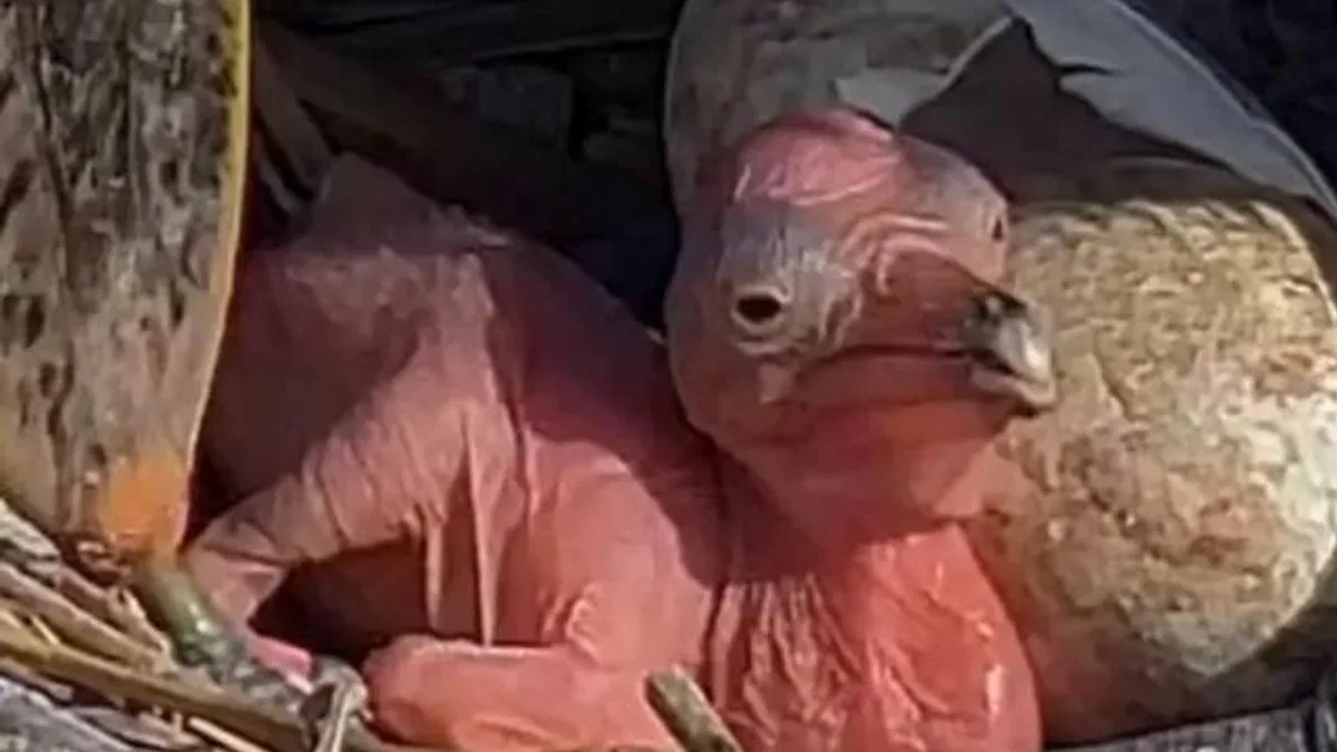 Manyas Kuş Cenneti’nde yeni hayat! Tepeli Pelikan yavruları yumurtadan çıktı