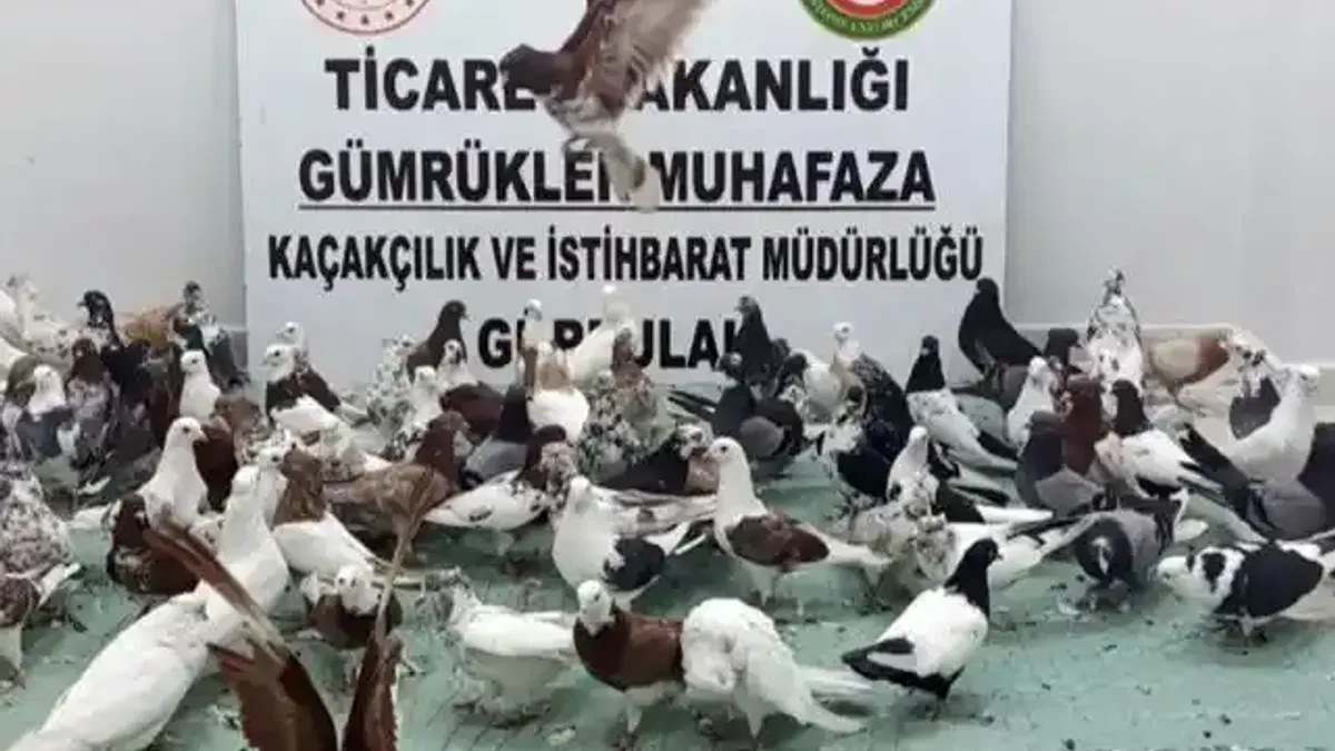 Ticaret'te 'kanatlı' operasyon! Gürbulak'ta 85 'Cancan' ele geçirildi