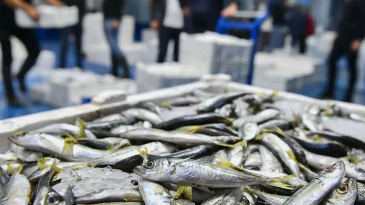 Ankara'da balık sezonu başladı, denetimler sıklaştı