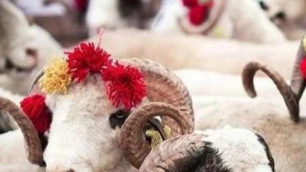 Uzmanı uyardı! Kurban etlerini böyle saklayın