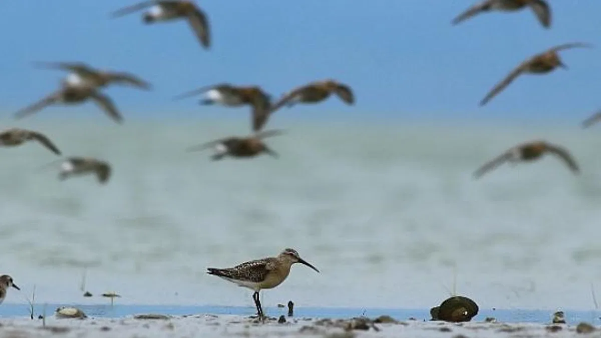 Dünya Doğa Koruma Birliği (IUCN) 16 kuş türünün durumunun kötüye gittiğini açıkladı, bunlardan 5'i Türkiye'de görülen türler.