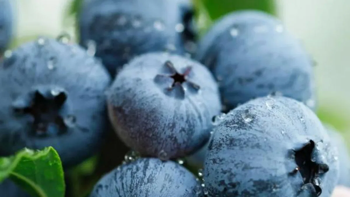 Yaban Mersini üreticileri için Bursa'da tek çatıda... Uludağ Blueberry Birliği kuruldu