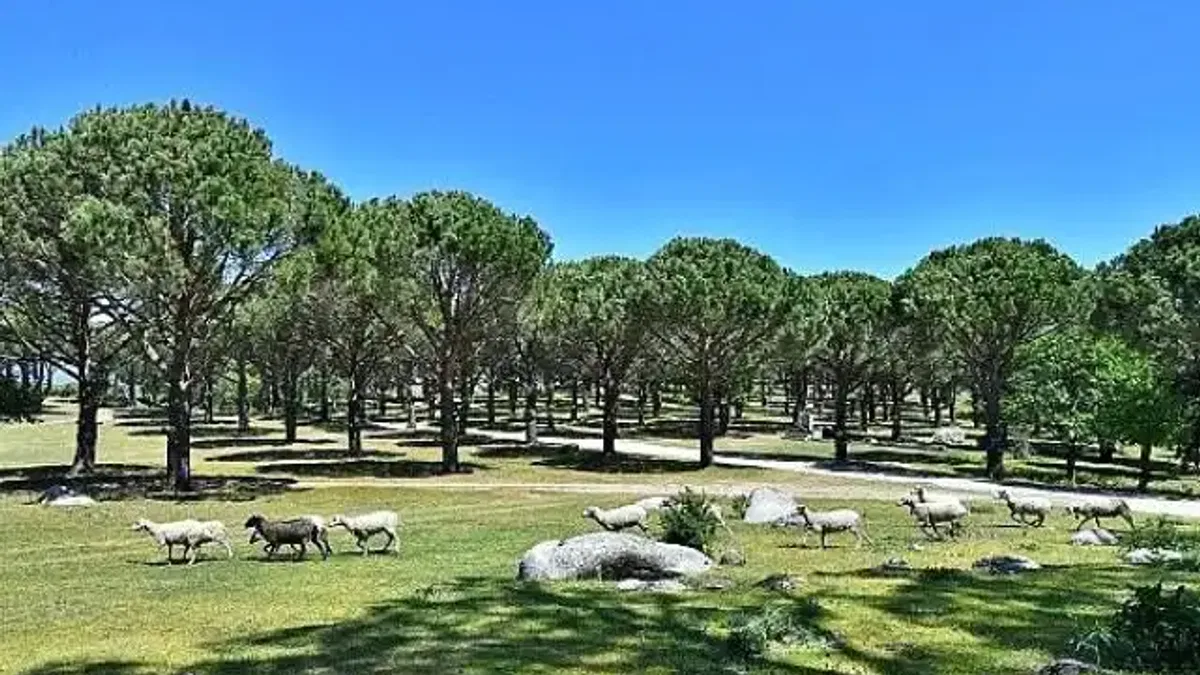Bergama Belediyesi Zeytin ve Fıstıkta Markalaşma Yolunda