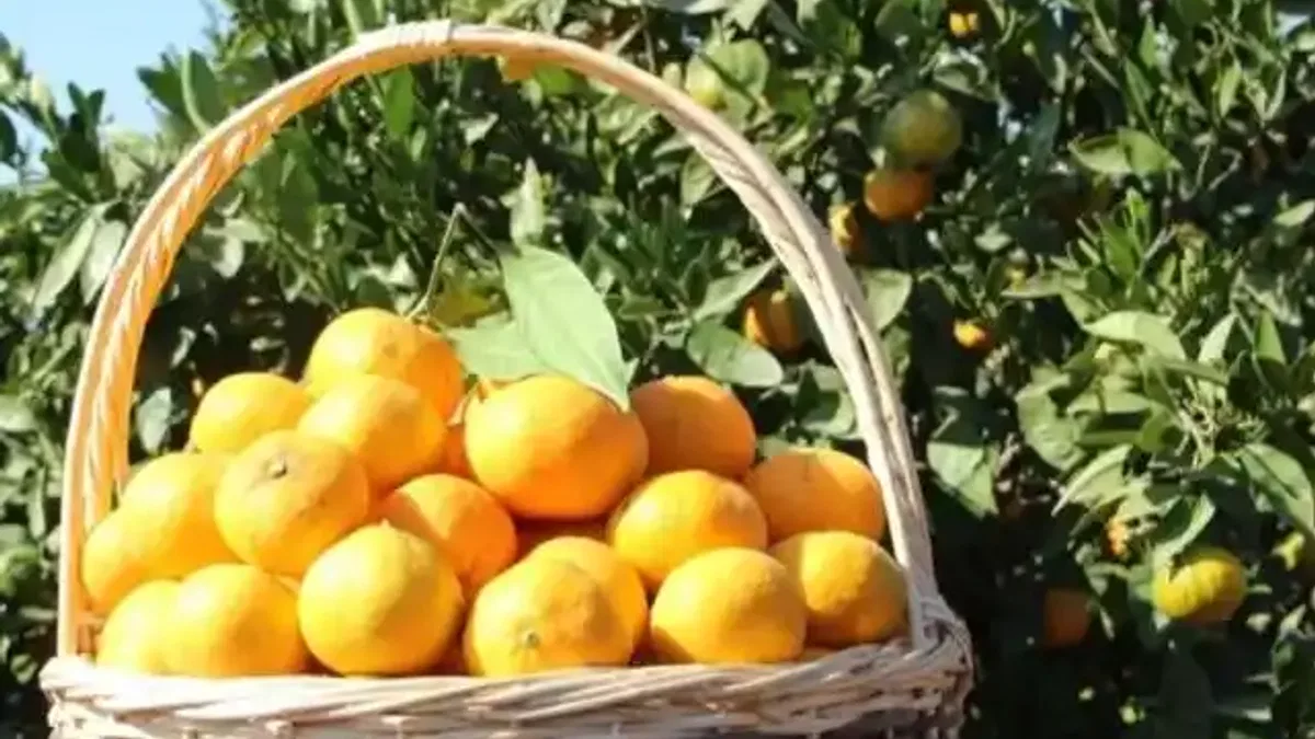 Tarım-ÜFE verileri açıklandı... Tropikal meyveler yine rekor kırdı