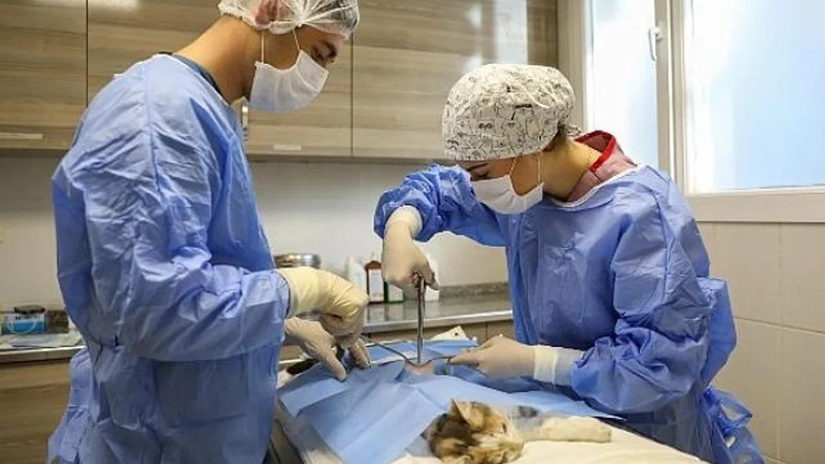 Buca'da yeni kısırlaştırma ünitesi ile daha fazla kedi kısırlaştırılacak