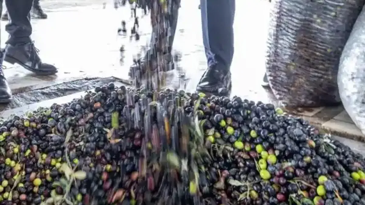İzmir zeytini için dev adım... Zeytin ve zeytinyağı markalaşma yolunda
