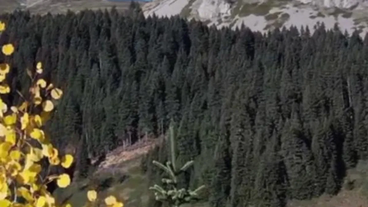 Ilgaz Dağı sonbaharda renk cümbüşü