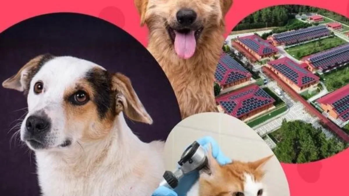 İstanbul Vakfı'ndan can dostlara destek çağrısı