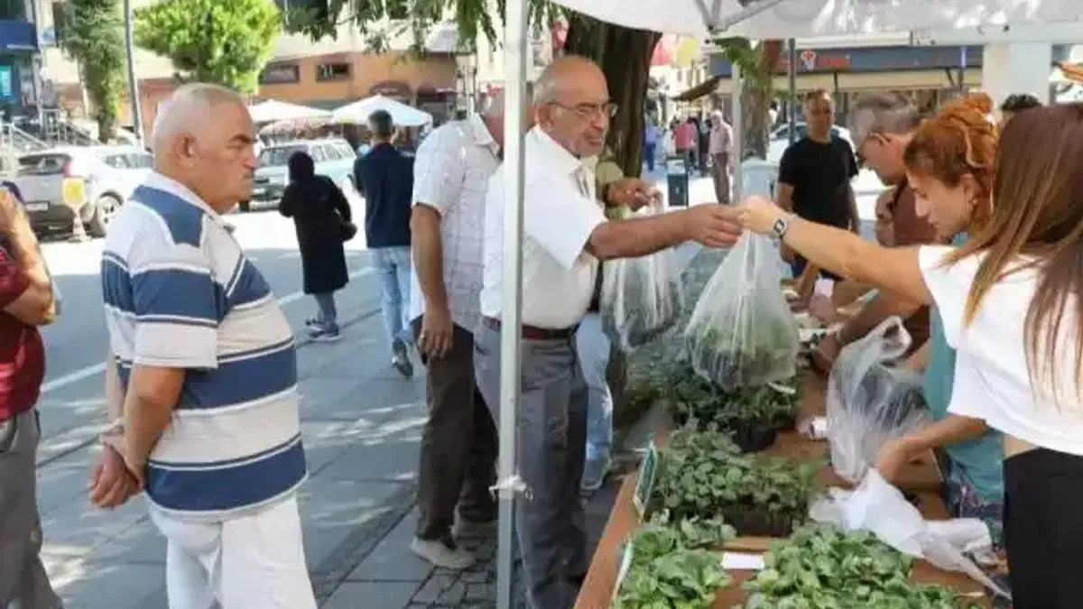Ordu’da kışlık sebze atağı: 200 bin fide üreticiyle buluşuyor