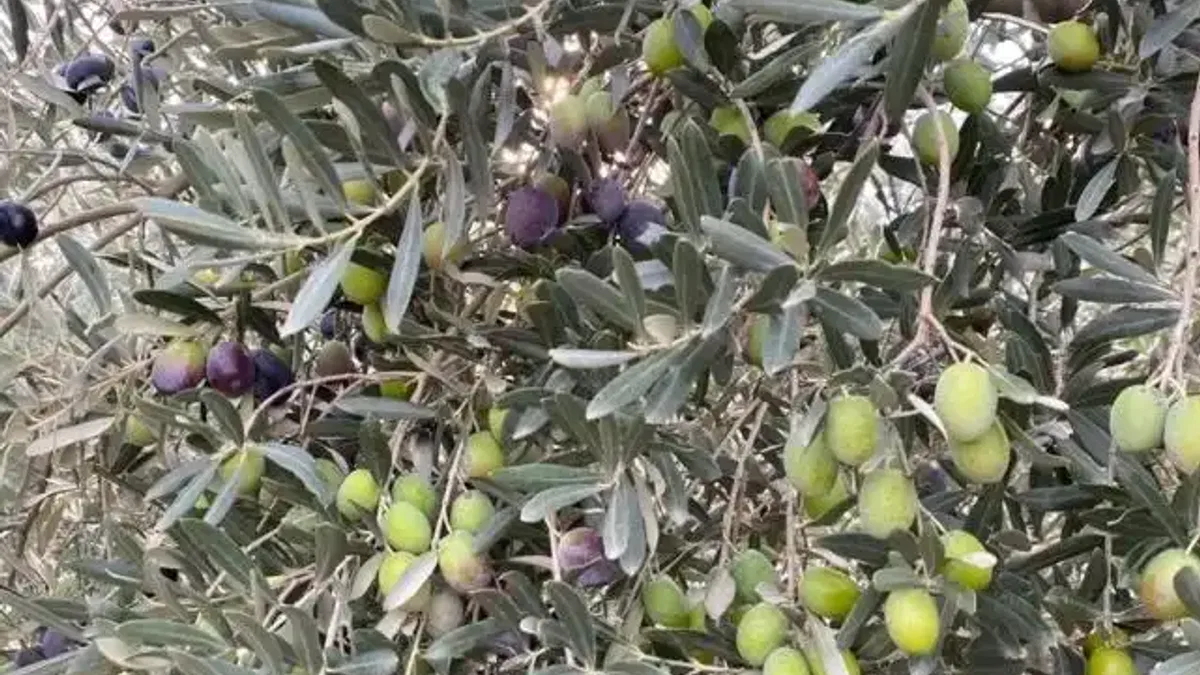 Sofralık zeytin ihracatında tarihi rekor