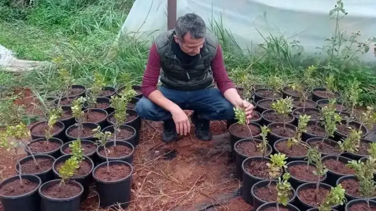 Çeşme Damla Sakızı üretimi yaygınlaşıyor