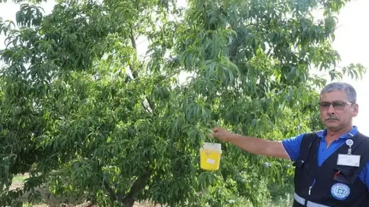Narenciye ihracatına Muğla Büyükşehir desteği