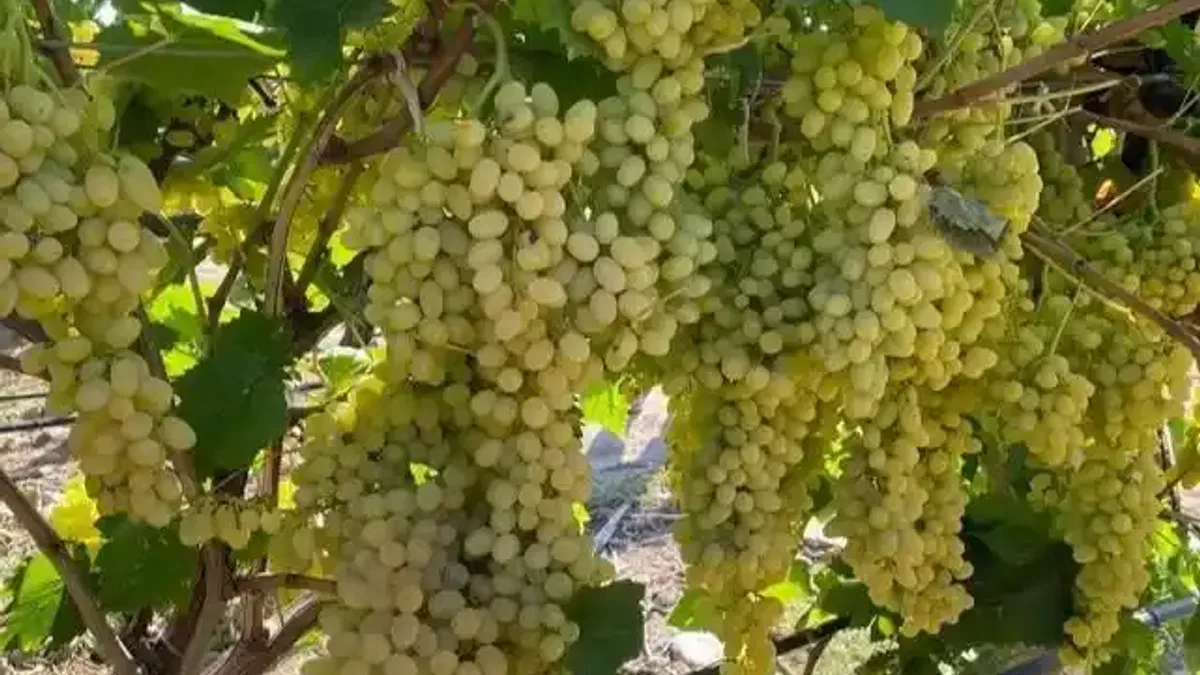 Sultani çekirdeksiz üzüm ihracata gün sayıyor