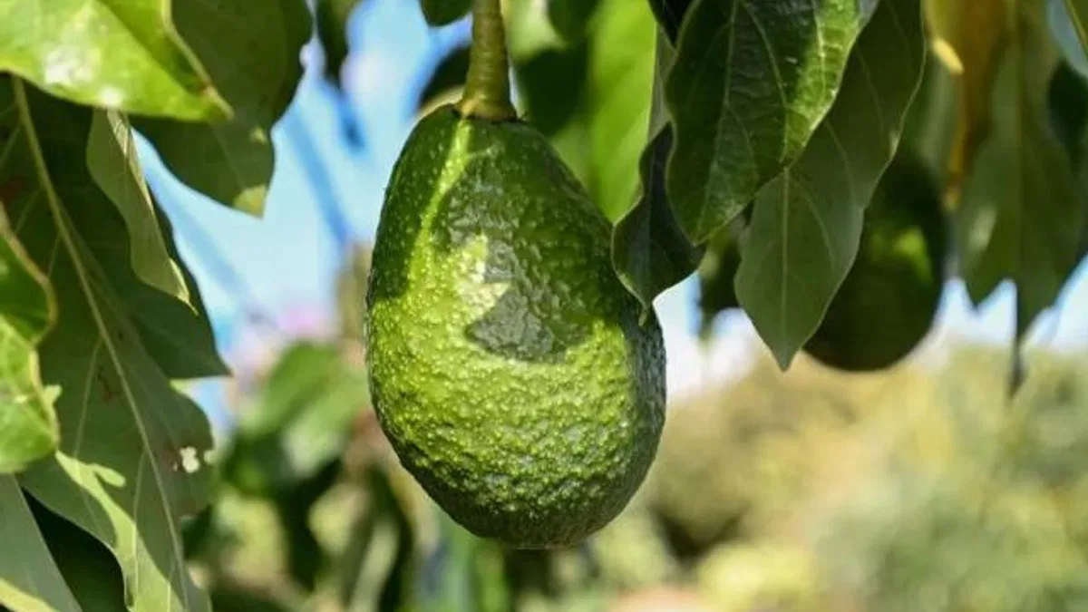 Mersin’de 22 binden fazla avokado fidanı üreticiyle buluştu