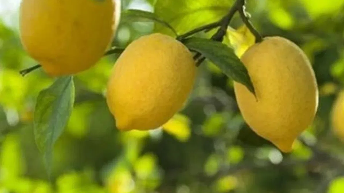 Kasım'da fiyat farkı 'limon' sıktı!