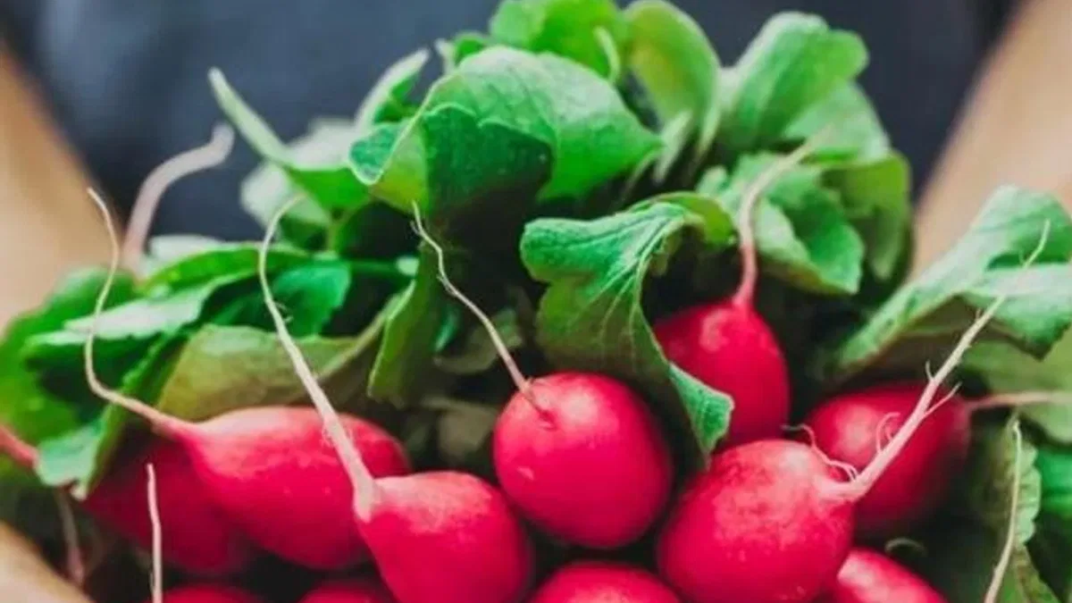 Pestisitte 'turp yaprakları' ayarı! Küçük ve büyük türler ayrı sınıflandırıldı!