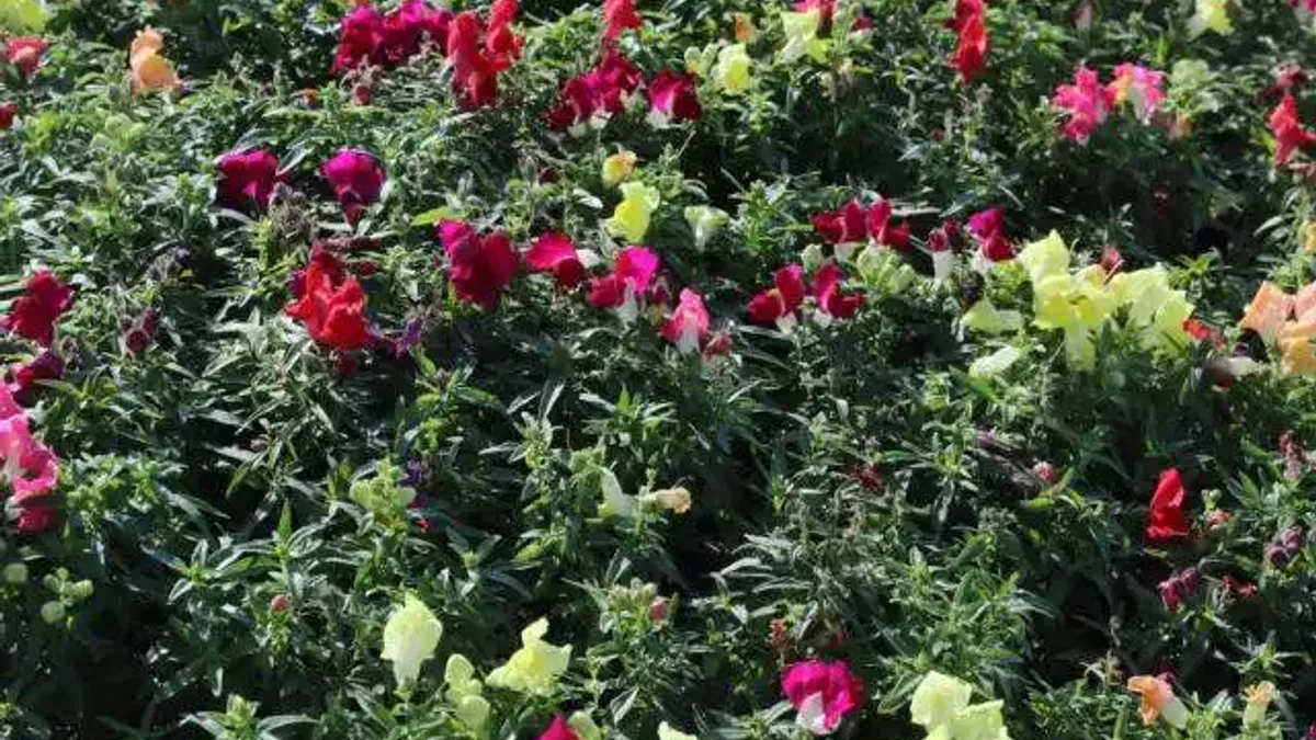 Antalya'da kışlık çiçeklerle rengarenk kent silüeti