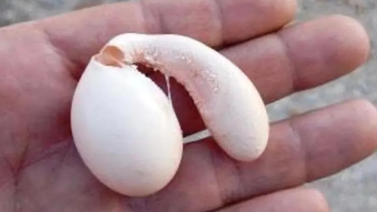 Adıyaman’da tavuğun yumurtası şaşırttı!