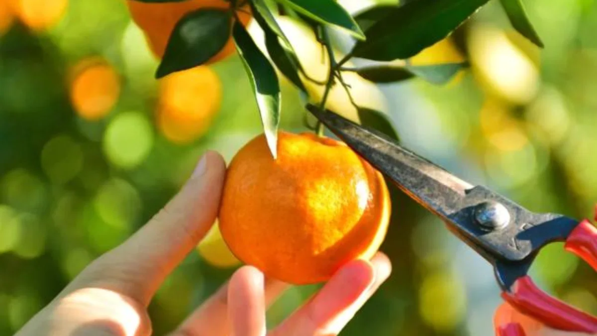 Ege'nin narenciye rekoltesi yüzde 34 azaldı