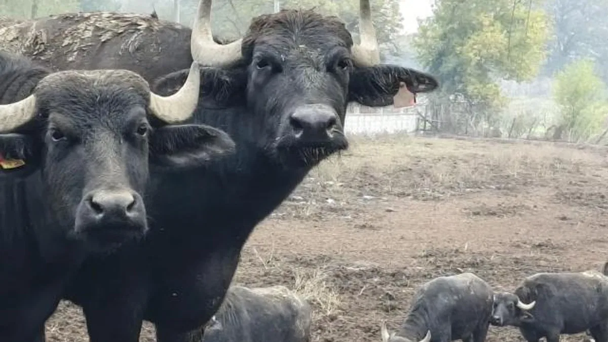 Kocaeli’de manda desteğiyle verim arttı