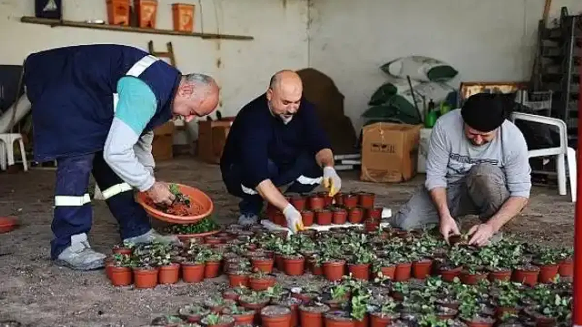 Karşıyaka Belediyesi'nin serasında binlerce çiçek yetişiyor