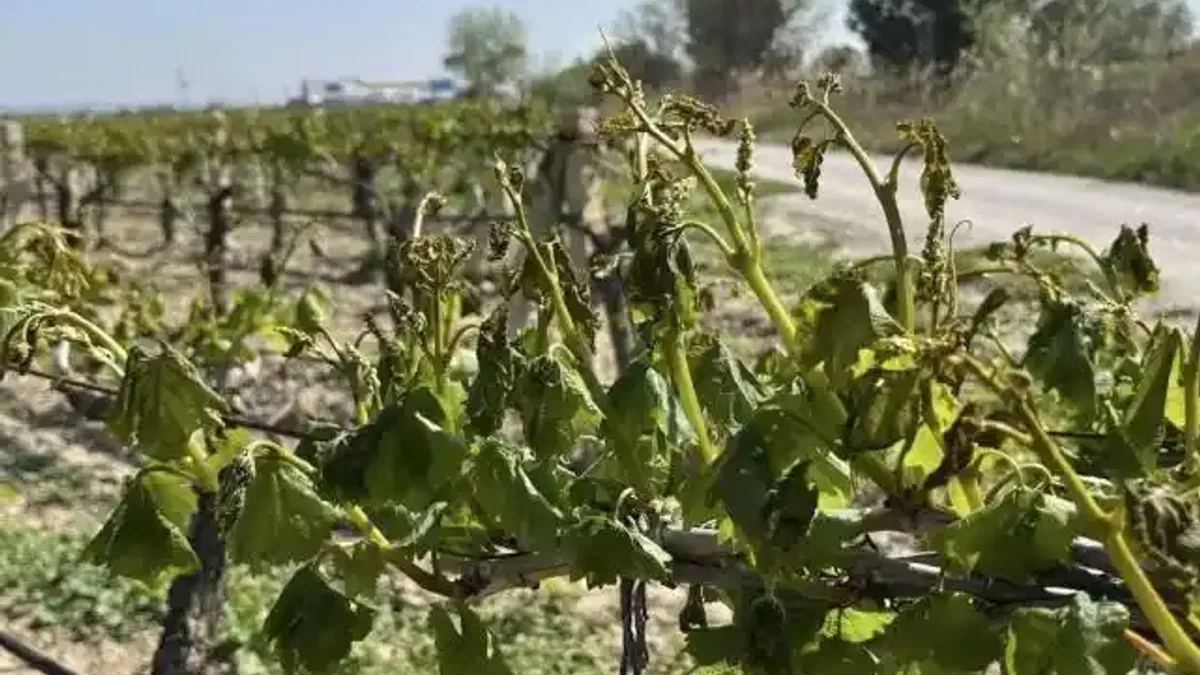 Anahtar'dan Manisa çiftçisine 'don' sonrası destek çağrısı