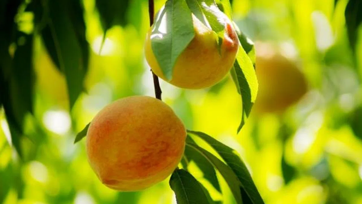 Şeftali ve nektarin ihracatı 250 milyon dolara koşuyor