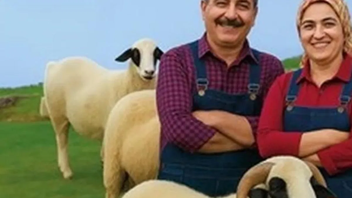 Denizli Büyükşehir’den üreticiye koyun ve koç desteği