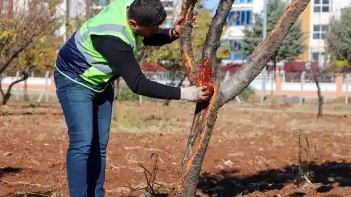 DBB özel yöntemlerle ağaçları tedavi ediyor