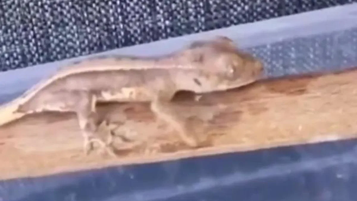 Burdur'da yasaklı yaban hayvanları ele geçirildi