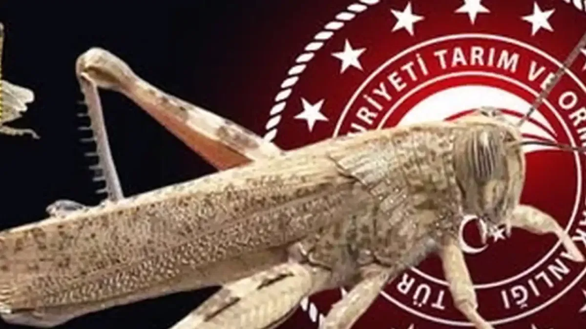 Bakanlıktan 'çekirge istilası' açıklaması... Ekonomik zarar oluşturan popülasyon yok