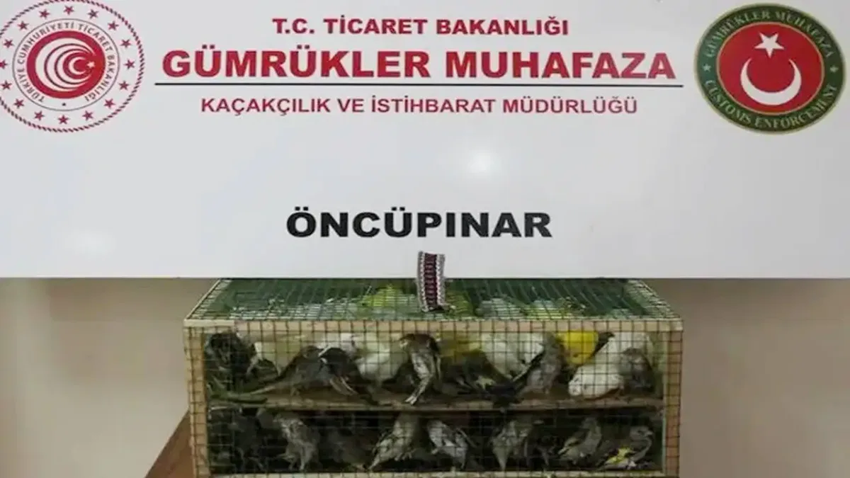Gümrük Muhafaza'dan kaçakçılığa darbe! 2026'da 58 bin 519 canlı hayvan kurtarıldı