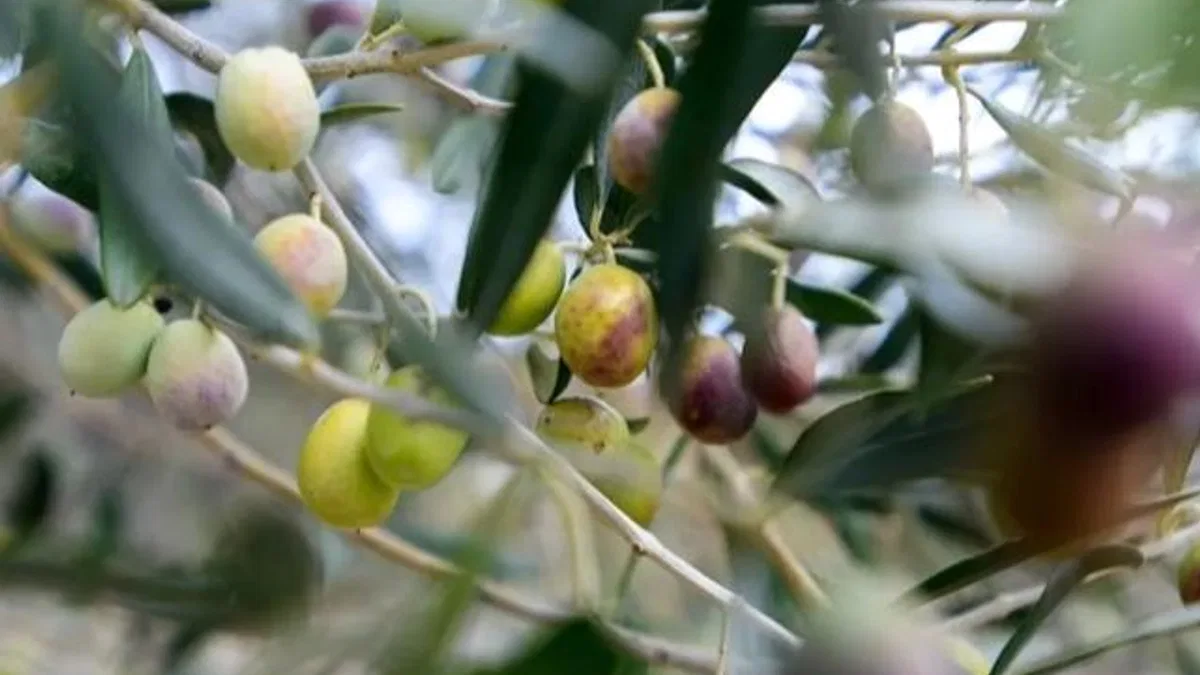 İzmir Bornova’da zeytin üreticilerine lojistik destek