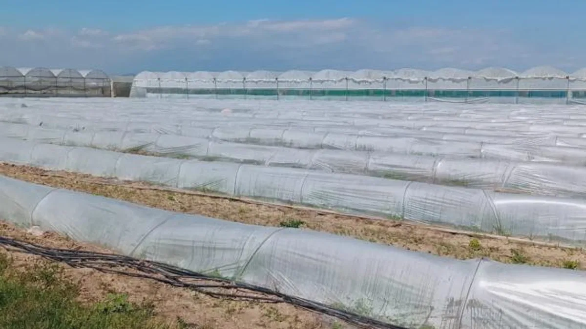 Mersin'de 'marul tarlada kaldı' iddiasına yalanlama